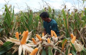 พรุ่งนี้ ส.ค้าพืชไร่ บุกพาณิชย์ ยื่นหนังสือค้านนำเข้าข้าวโพดสหรัฐ1ล้านตัน
