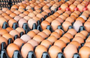 แม่บ้านจ๊าก ไข่ไก่ขึ้นราคาอีก 20 สตางค์ เป็นฟองละ 3.40 บาท มีผล 17พ.ย.นี้