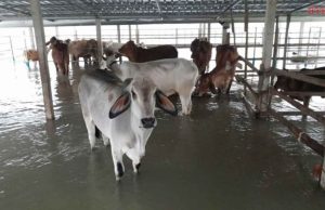 กรมปศุสัตว์ เร่งช่วยเหลือเกษตรกรผู้เลี้ยงสัตว์ 5 จังหวัด ประสบภัยน้ำท่วม