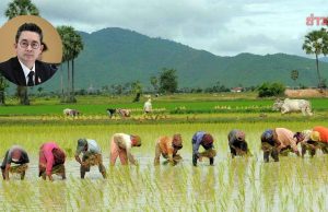 กรมการข้าว ชี้ข้าวดิ่ง5พันบาท/ตัน หวั่นทรุดต่อ ผนึกส.ชาวนาตั้งทีมลดต้นทุน