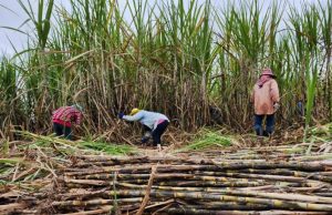 กอน. รับลูก ลดอ้อยเผาเข้าหีบเหลือ 10% คาดผลผลิต 93 ล้านตัน