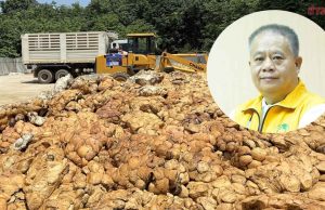 กยท. ทุ่มงบ 2,280 ล้าน รับซื้อยาง 2.5 แสนตัน เร่งยกระดับราคาให้ชาวสวน