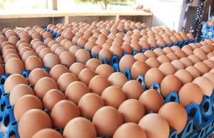 เตรียมจ่ายเพิ่ม ! ไข่ไก่ ขึ้นราคาอีก ฟองละ 20 สตางค์ มีผลพรุ่งนี้