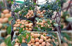 ประกาศขึ้นทะเบียน ‘มะยงชิดแม่ย่าสุโขทัย’ เป็นสินค้า GI